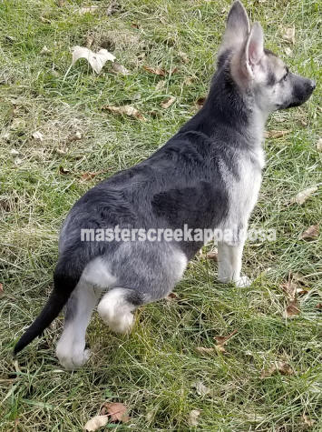 black and silver female german shepherd for sale